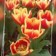 ヒメ日記 2025/03/17 21:19 投稿 豊田せりか 五十路マダム 沼津店(カサブランカグループ)