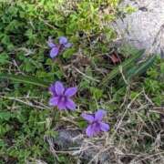 ヒメ日記 2025/04/08 21:11 投稿 大久保安子 五十路マダム 沼津店(カサブランカグループ)