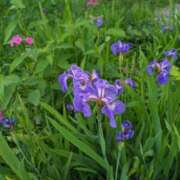 ヒメ日記 2025/07/22 09:01 投稿 大久保安子 五十路マダム 沼津店(カサブランカグループ)