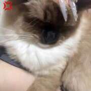 ヒメ日記 2025/03/27 20:04 投稿 れい フィエスタ