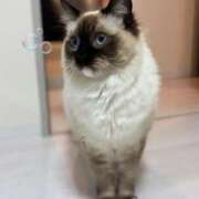 ヒメ日記 2025/03/31 19:04 投稿 れい フィエスタ