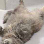 ヒメ日記 2025/04/02 23:54 投稿 れい フィエスタ