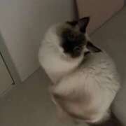 ヒメ日記 2025/04/29 22:24 投稿 れい フィエスタ