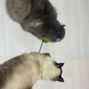 ヒメ日記 2025/09/02 20:04 投稿 れい フィエスタ