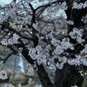 ヒメ日記 2026/04/02 20:20 投稿 美瑞穂(みずほ) PLUS十三店