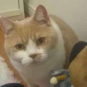 ヒメ日記 2025/03/21 13:49 投稿 叶麗花 ハールブルク