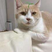 ヒメ日記 2025/03/25 16:14 投稿 叶麗花 ハールブルク