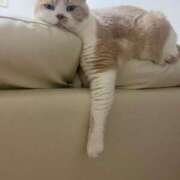 ヒメ日記 2025/05/13 22:10 投稿 叶麗花 ハールブルク