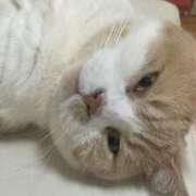 ヒメ日記 2025/05/28 22:15 投稿 叶麗花 ハールブルク