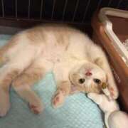 ヒメ日記 2025/06/29 21:16 投稿 叶麗花 ハールブルク