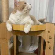 ヒメ日記 2025/07/07 12:16 投稿 叶麗花 ハールブルク