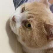 ヒメ日記 2025/07/28 09:30 投稿 叶麗花 ハールブルク