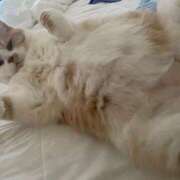 ヒメ日記 2025/08/06 09:15 投稿 叶麗花 ハールブルク