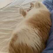 ヒメ日記 2025/08/11 11:20 投稿 叶麗花 ハールブルク