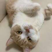 ヒメ日記 2025/08/12 16:52 投稿 叶麗花 ハールブルク