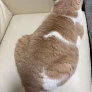 ヒメ日記 2025/08/19 06:00 投稿 叶麗花 ハールブルク