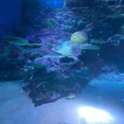 ヒメ日記 2025/08/26 00:15 投稿 叶麗花 ハールブルク