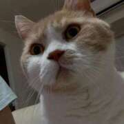 ヒメ日記 2025/10/11 07:15 投稿 叶麗花 ハールブルク