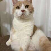 ヒメ日記 2025/11/12 21:17 投稿 叶麗花 ハールブルク