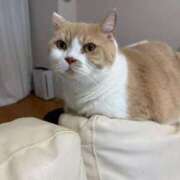 ヒメ日記 2025/12/02 15:33 投稿 叶麗花 ハールブルク