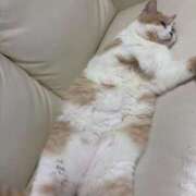 ヒメ日記 2026/01/25 21:15 投稿 叶麗花 ハールブルク