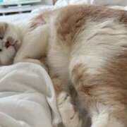 ヒメ日記 2026/03/21 17:58 投稿 叶麗花 ハールブルク