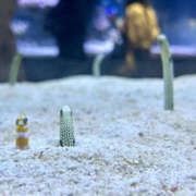 ヒメ日記 2025/06/09 10:15 投稿 すずな BAD COMPANY（バッドカンパニー）