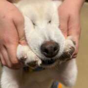 ヒメ日記 2025/04/28 23:41 投稿 さく an_an（アンアン）