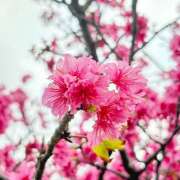 ヒメ日記 2025/05/31 16:50 投稿 さく an_an（アンアン）