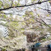 ヒメ日記 2026/04/09 08:00 投稿 ありさ☆ 粋美　suibi