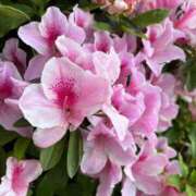 ヒメ日記 2025/04/21 15:16 投稿 サクラ エピソード(品川)