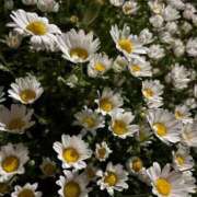 ヒメ日記 2025/04/28 17:46 投稿 サクラ エピソード(品川)