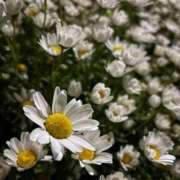 サクラ ご予約沢山ありがとうございます??? エピソード(品川)