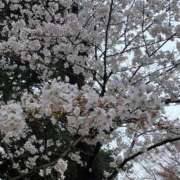 ヒメ日記 2025/04/10 12:32 投稿 深越あいり 彩タマンサ（埼玉ハレ系）