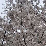 ヒメ日記 2025/04/29 10:48 投稿 深越あいり 彩タマンサ（埼玉ハレ系）