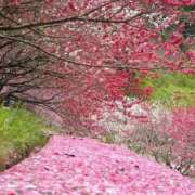 ヒメ日記 2026/02/17 15:00 投稿 深越あいり 彩タマンサ（埼玉ハレ系）