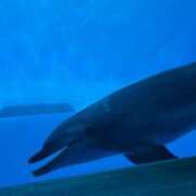 ヒメ日記 2026/03/13 15:18 投稿 深越あいり 彩タマンサ（埼玉ハレ系）