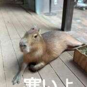 ヒメ日記 2026/01/29 18:33 投稿 あん SOPHIA（ソフィア）