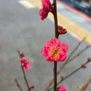 ヒメ日記 2026/01/30 14:13 投稿 あん SOPHIA（ソフィア）