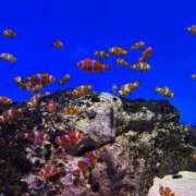 ヒメ日記 2025/06/24 12:11 投稿 近藤ふみか Club Shangrila（クラブシャングリラ）