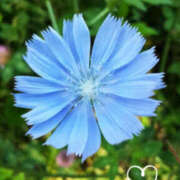 りほ 日曜日 YESグループ　華女