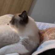ヒメ日記 2026/09/02 13:19 投稿 陽向（ひなた） MAXIM（マキシム）