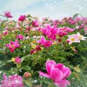 芹澤（せりざわ） 本日から MAXIM（マキシム）