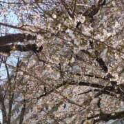 ヒメ日記 2025/03/28 14:29 投稿 みちる 白いぽっちゃりさん五反田店