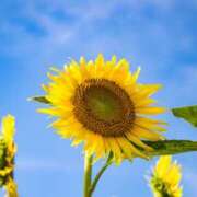 ヒメ日記 2025/08/06 11:39 投稿 はるの 熟女デリヘル秘宝館Z