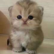 ヒメ日記 2025/09/09 14:09 投稿 あけみ 素人妻御奉仕倶楽部Hip's松戸店