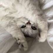 ヒメ日記 2025/03/21 21:08 投稿 るりり【モデル系白い恋人】 STELLA TOKYO－ステラトウキョウ－