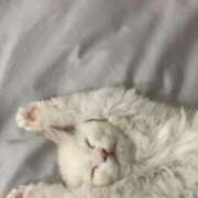 ヒメ日記 2025/04/11 20:05 投稿 るりり【モデル系白い恋人】 STELLA TOKYO－ステラトウキョウ－