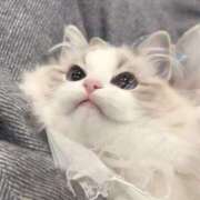 ヒメ日記 2025/04/16 16:01 投稿 るりり【モデル系白い恋人】 STELLA TOKYO－ステラトウキョウ－