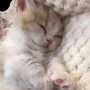 ヒメ日記 2025/05/08 13:33 投稿 るりり【モデル系白い恋人】 STELLA TOKYO－ステラトウキョウ－